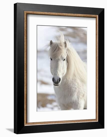 Icelandic Horse with Typical Winter Coat, Iceland-Martin Zwick-Framed Photographic Print