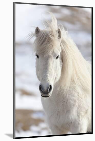 Icelandic Horse with Typical Winter Coat, Iceland-Martin Zwick-Mounted Photographic Print