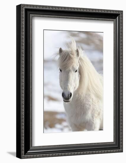 Icelandic Horse with Typical Winter Coat, Iceland-Martin Zwick-Framed Photographic Print