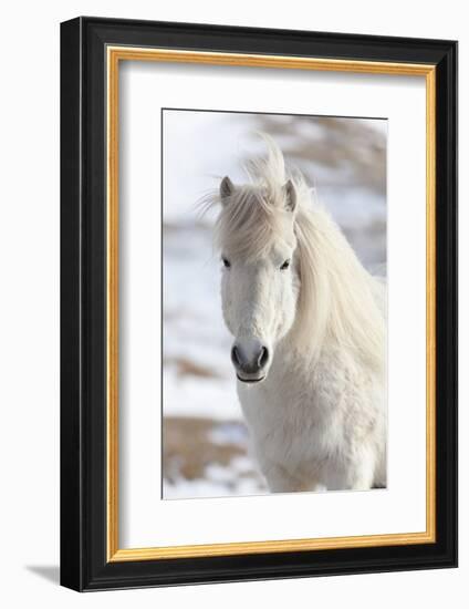 Icelandic Horse with Typical Winter Coat, Iceland-Martin Zwick-Framed Photographic Print