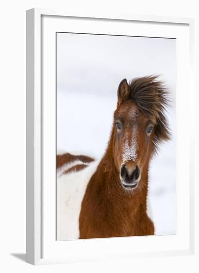 Icelandic Horse with Typical Winter Coat, Iceland-Martin Zwick-Framed Photographic Print