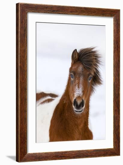 Icelandic Horse with Typical Winter Coat, Iceland-Martin Zwick-Framed Photographic Print