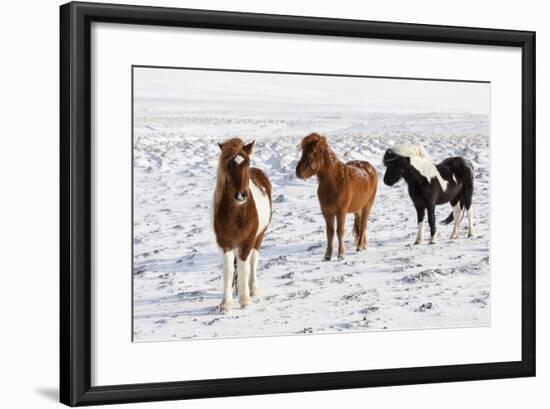 Icelandic Horse with Typical Winter Coat, Iceland-Martin Zwick-Framed Photographic Print