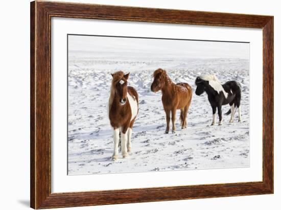 Icelandic Horse with Typical Winter Coat, Iceland-Martin Zwick-Framed Photographic Print