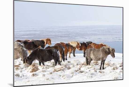 Icelandic Horse with Typical Winter Coat, Iceland-Martin Zwick-Mounted Photographic Print
