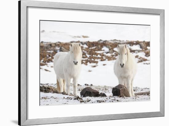 Icelandic Horse with Typical Winter Coat, Iceland-Martin Zwick-Framed Photographic Print