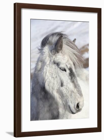 Icelandic Horse with Typical Winter Coat, Iceland-Martin Zwick-Framed Photographic Print