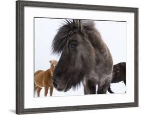 Icelandic Horse with Typical Winter Coat, Iceland-Martin Zwick-Framed Photographic Print