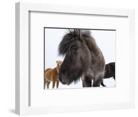 Icelandic Horse with Typical Winter Coat, Iceland-Martin Zwick-Framed Photographic Print