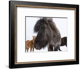 Icelandic Horse with Typical Winter Coat, Iceland-Martin Zwick-Framed Photographic Print