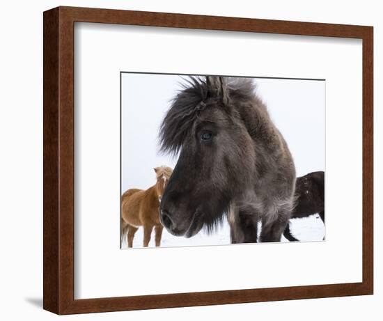 Icelandic Horse with Typical Winter Coat, Iceland-Martin Zwick-Framed Photographic Print