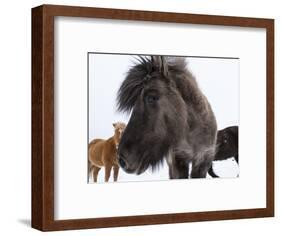 Icelandic Horse with Typical Winter Coat, Iceland-Martin Zwick-Framed Photographic Print