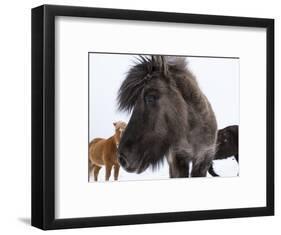 Icelandic Horse with Typical Winter Coat, Iceland-Martin Zwick-Framed Photographic Print