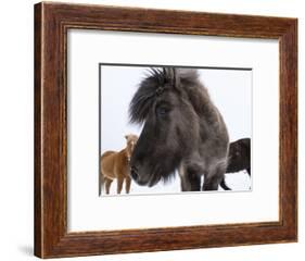 Icelandic Horse with Typical Winter Coat, Iceland-Martin Zwick-Framed Photographic Print