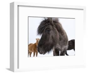 Icelandic Horse with Typical Winter Coat, Iceland-Martin Zwick-Framed Photographic Print