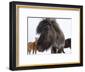 Icelandic Horse with Typical Winter Coat, Iceland-Martin Zwick-Framed Photographic Print