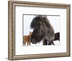 Icelandic Horse with Typical Winter Coat, Iceland-Martin Zwick-Framed Photographic Print