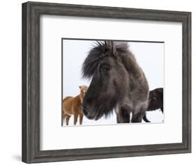 Icelandic Horse with Typical Winter Coat, Iceland-Martin Zwick-Framed Photographic Print