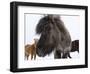 Icelandic Horse with Typical Winter Coat, Iceland-Martin Zwick-Framed Photographic Print
