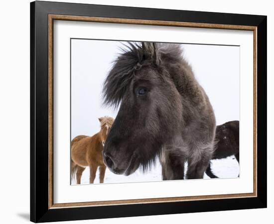 Icelandic Horse with Typical Winter Coat, Iceland-Martin Zwick-Framed Photographic Print