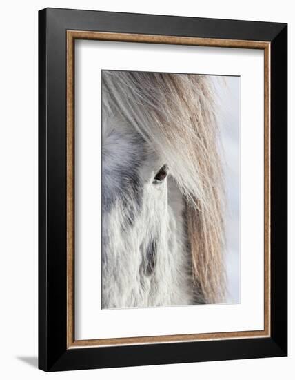 Icelandic Horse with Typical Winter Coat, Iceland-Martin Zwick-Framed Photographic Print