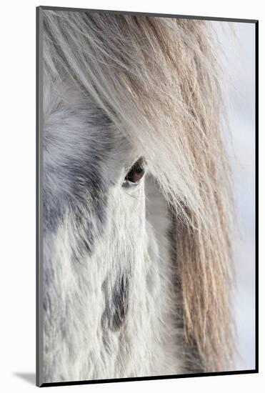 Icelandic Horse with Typical Winter Coat, Iceland-Martin Zwick-Mounted Photographic Print