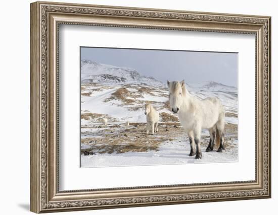 Icelandic Horse with Typical Winter Coat, Iceland-Martin Zwick-Framed Photographic Print