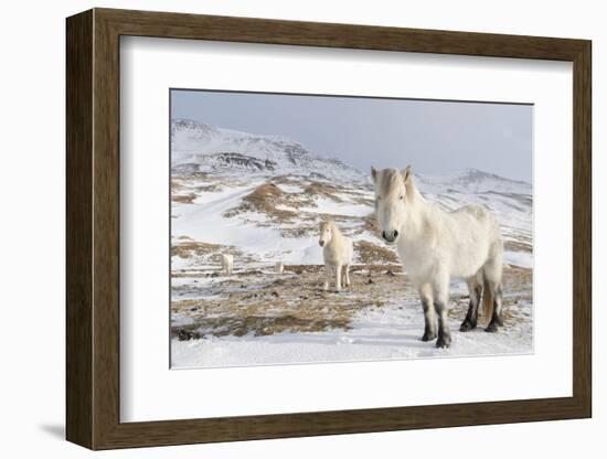 Icelandic Horse with Typical Winter Coat, Iceland-Martin Zwick-Framed Photographic Print