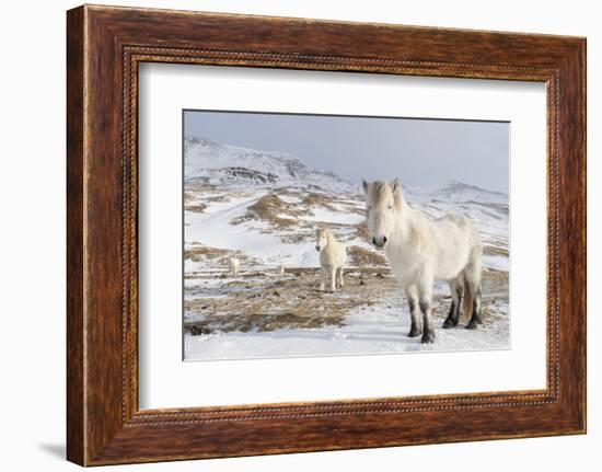 Icelandic Horse with Typical Winter Coat, Iceland-Martin Zwick-Framed Photographic Print