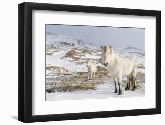 Icelandic Horse with Typical Winter Coat, Iceland-Martin Zwick-Framed Photographic Print