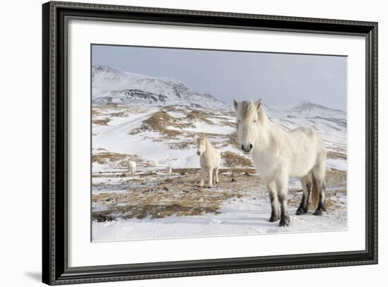 Icelandic Horse with Typical Winter Coat, Iceland-Martin Zwick-Framed Photographic Print