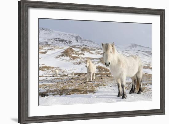 Icelandic Horse with Typical Winter Coat, Iceland-Martin Zwick-Framed Photographic Print