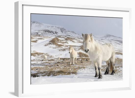 Icelandic Horse with Typical Winter Coat, Iceland-Martin Zwick-Framed Photographic Print