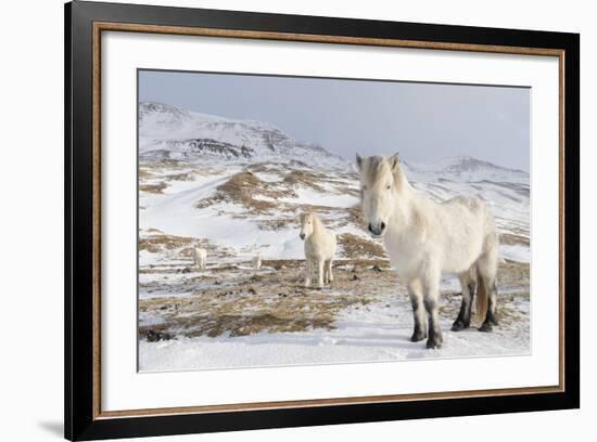 Icelandic Horse with Typical Winter Coat, Iceland-Martin Zwick-Framed Photographic Print