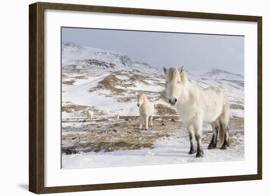 Icelandic Horse with Typical Winter Coat, Iceland-Martin Zwick-Framed Photographic Print