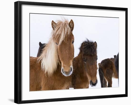 Icelandic Horse with Typical Winter Coat, Iceland-Martin Zwick-Framed Photographic Print