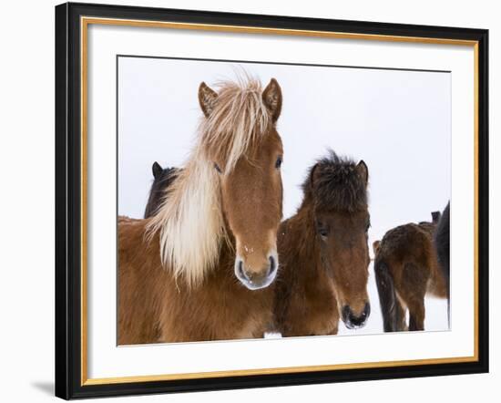 Icelandic Horse with Typical Winter Coat, Iceland-Martin Zwick-Framed Photographic Print