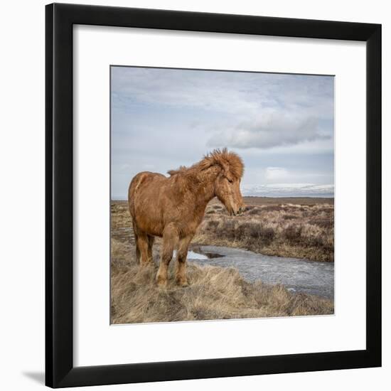 Icelandic Horse with Winter Coat, Snaefellsnes Peninsula, Iceland-Arctic-Images-Framed Photographic Print