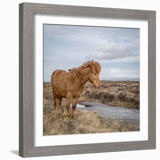 Icelandic Horse with Winter Coat, Snaefellsnes Peninsula, Iceland-Arctic-Images-Framed Photographic Print