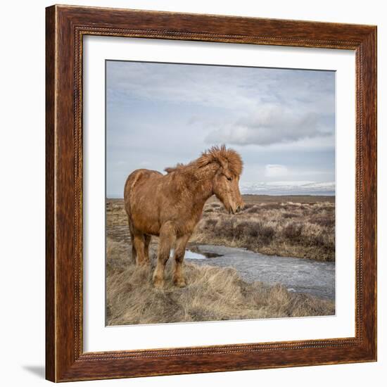 Icelandic Horse with Winter Coat, Snaefellsnes Peninsula, Iceland-Arctic-Images-Framed Photographic Print