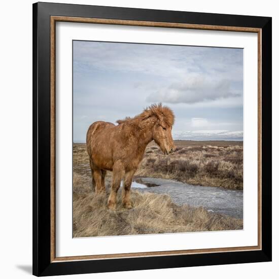 Icelandic Horse with Winter Coat, Snaefellsnes Peninsula, Iceland-Arctic-Images-Framed Photographic Print