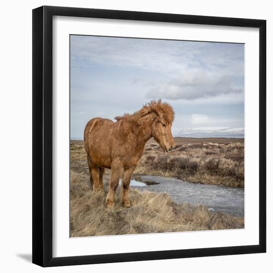 Icelandic Horse with Winter Coat, Snaefellsnes Peninsula, Iceland-Arctic-Images-Framed Photographic Print