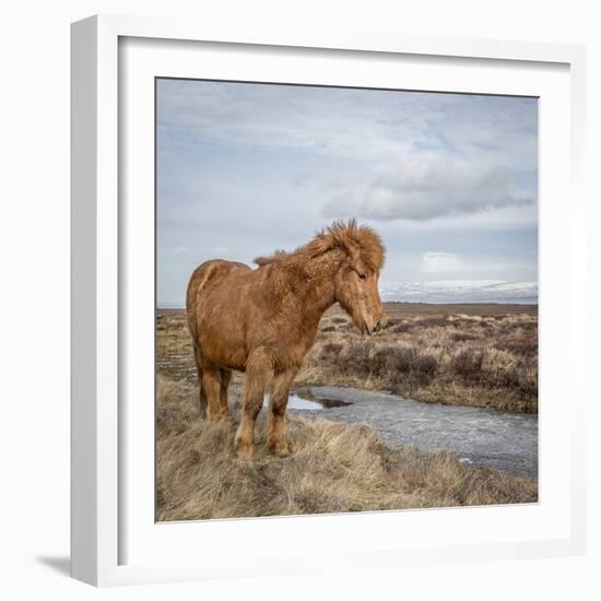 Icelandic Horse with Winter Coat, Snaefellsnes Peninsula, Iceland-Arctic-Images-Framed Photographic Print