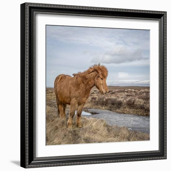 Icelandic Horse with Winter Coat, Snaefellsnes Peninsula, Iceland-Arctic-Images-Framed Photographic Print