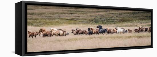 Icelandic horses are some of the most beautiful semi-free horses in the world, a special breed-Betty Sederquist-Framed Premier Image Canvas