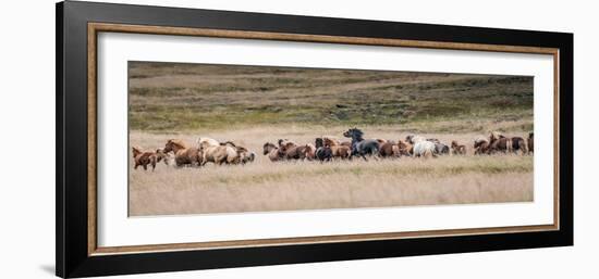 Icelandic horses are some of the most beautiful semi-free horses in the world, a special breed-Betty Sederquist-Framed Photographic Print