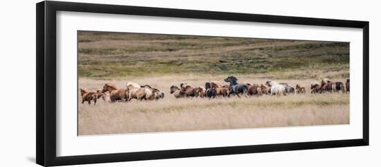 Icelandic horses are some of the most beautiful semi-free horses in the world, a special breed-Betty Sederquist-Framed Photographic Print