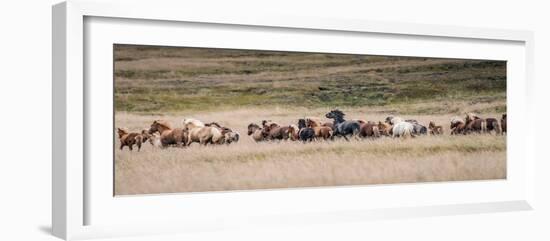 Icelandic horses are some of the most beautiful semi-free horses in the world, a special breed-Betty Sederquist-Framed Photographic Print