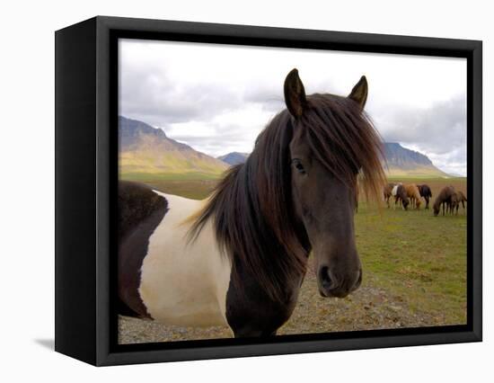 Icelandic Horses, Iceland-Lisa S. Engelbrecht-Framed Premier Image Canvas