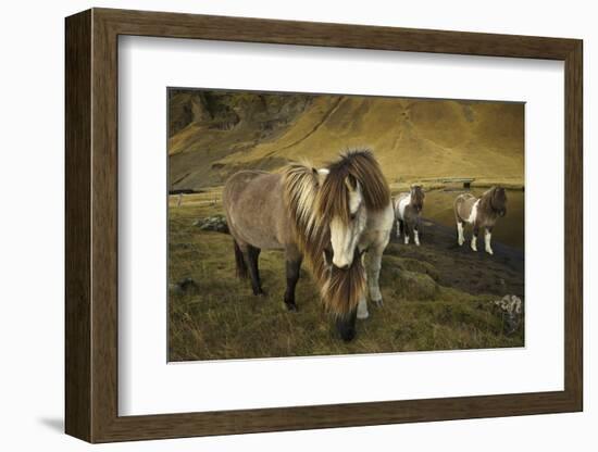 Icelandic horses, Iceland-Art Wolfe-Framed Photographic Print